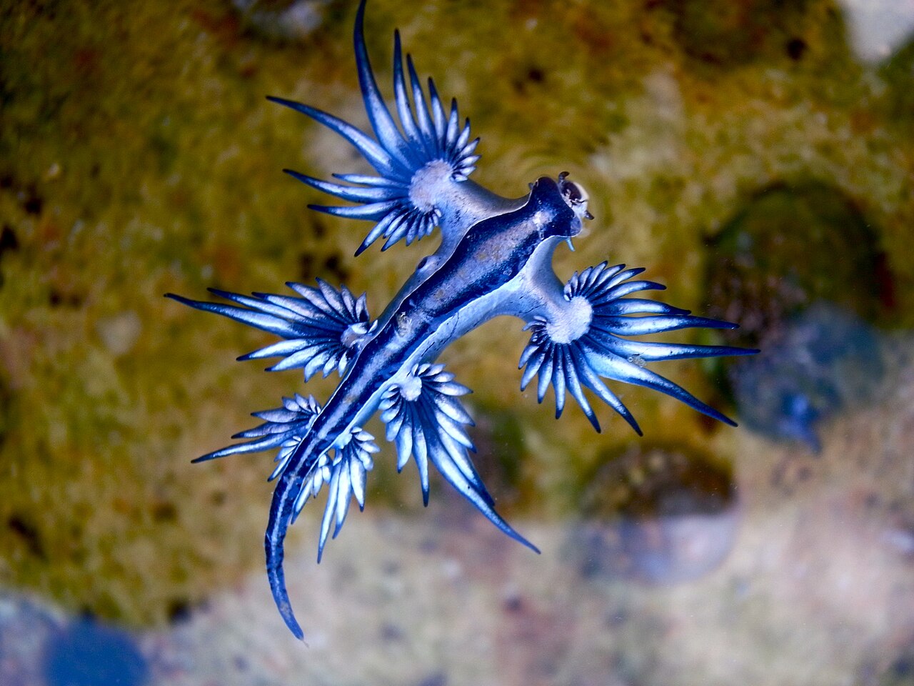 Der Blaue Drache 🐉🌊