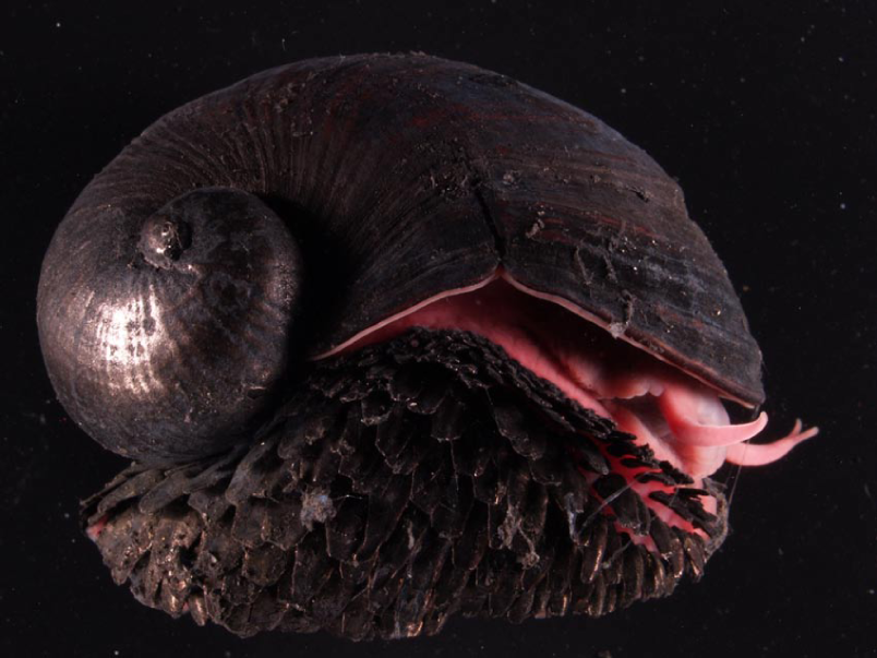 Die Eisen-Schnecke