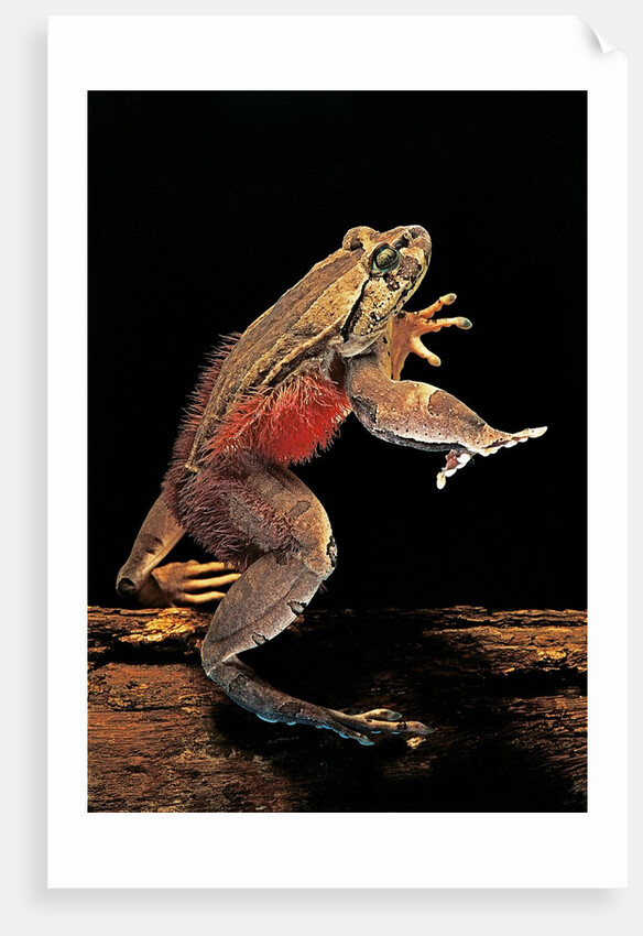 Der Haarfrosch (Wolverine-Frosch) 🐸🦴