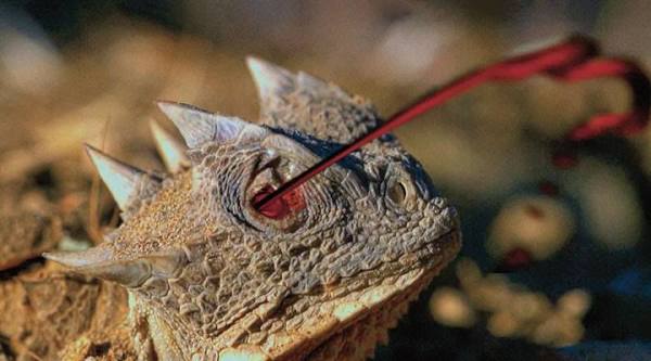 Die Blut spuckende Krötenechse 🦎💥