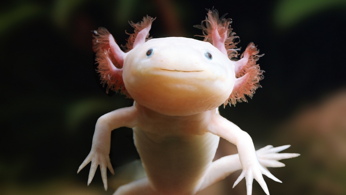 Der Axolotl: Meister der Regeneration 🦎✨