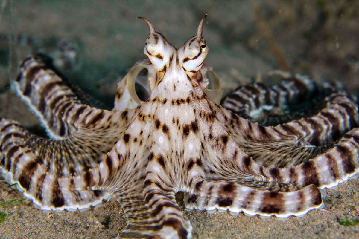 Der Mimik-Oktopus 🐙🎭